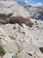 Angelica capitellata