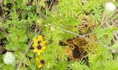 Bombycilaena discolor
