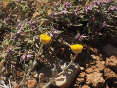 Anthemis pauciloba