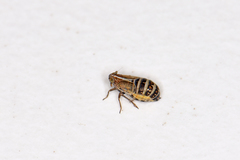 Ribautodelphax albostriata