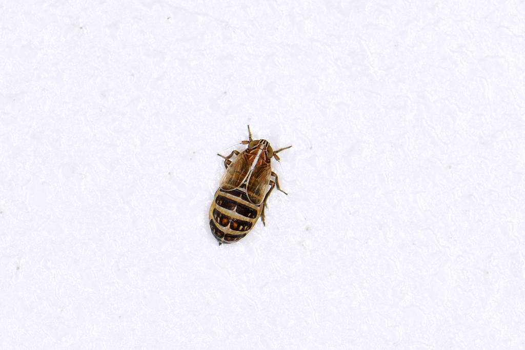 Ribautodelphax