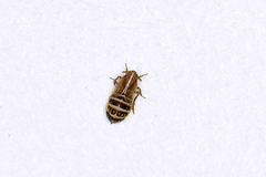 Ribautodelphax albostriata