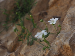 Arenaria libanotica