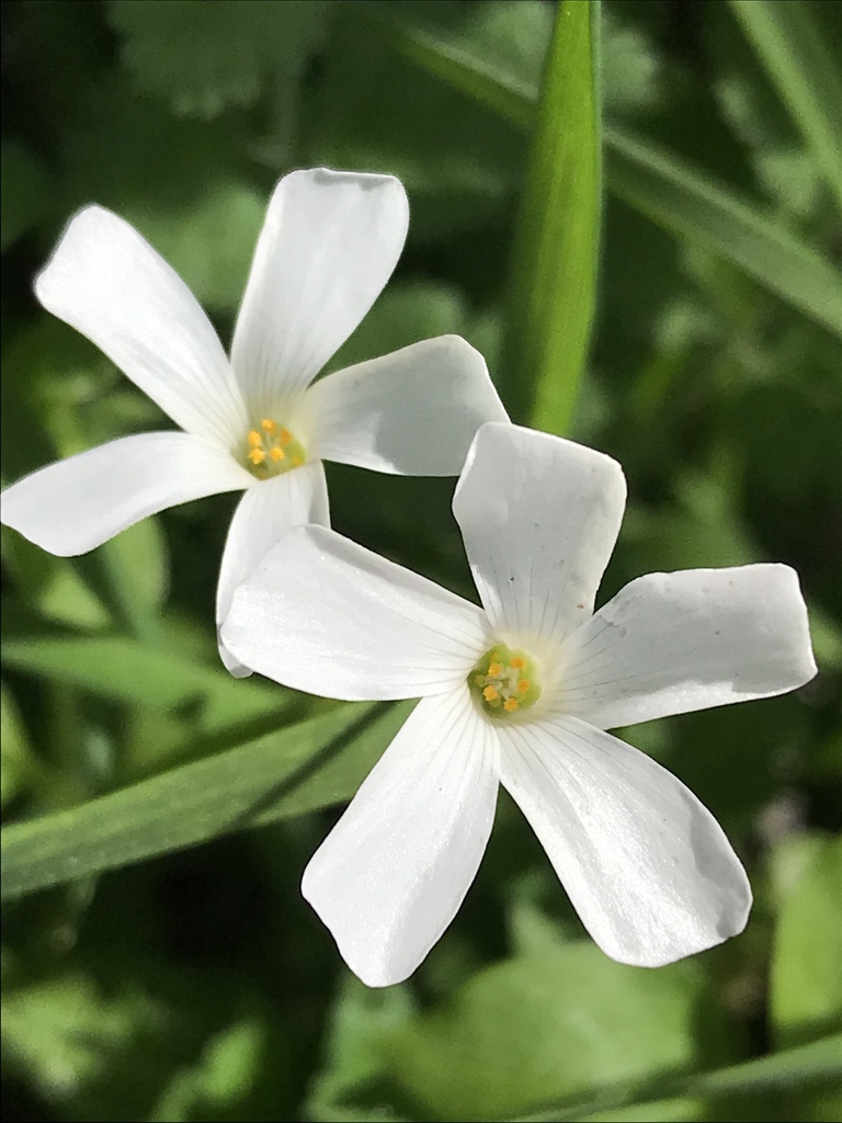 Oxalis articulata, Glenfeliz Boulevard Elem SCH, Los Angeles, CA, US