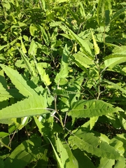 Ambrosia ambrosioides