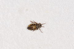 Ribautodelphax albostriata