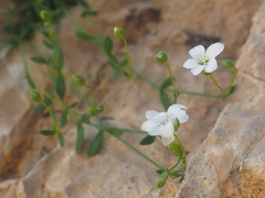 Arenaria libanotica
