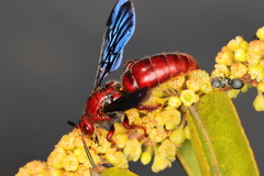 Scoliidae