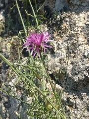 Centaurea ilvensis