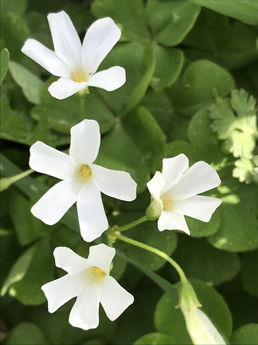 Oxalis articulata
