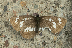 Neptis rivularis