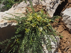 Astragalus pinetorum