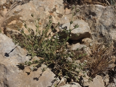 Bolanthus hirsutus