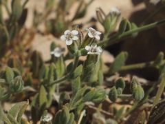 Bolanthus hirsutus