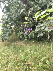 Solanum dulcamara