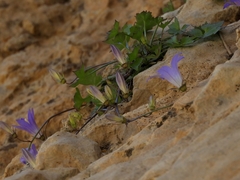 Campanula cymbalaria