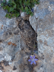 Campanula cymbalaria