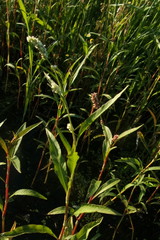 Persicaria
