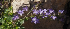 Campanula cymbalaria
