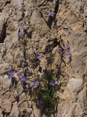 Campanula cymbalaria