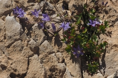 Campanula cymbalaria