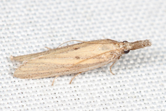 Bandera binotella