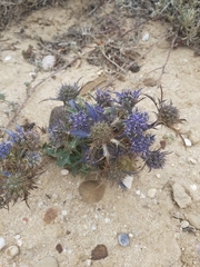 Eryngium dilatatum