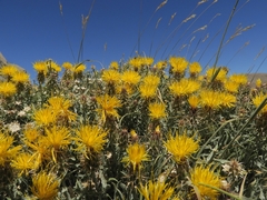 Centaurea drabifolia