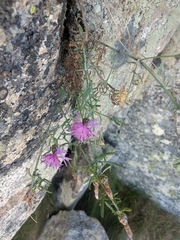 Centaurea ilvensis