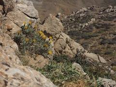 Centaurea drabifolia