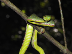 Trimeresurus popeiorum