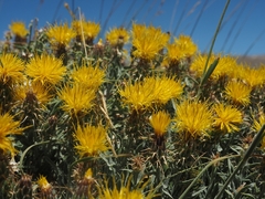 Centaurea drabifolia