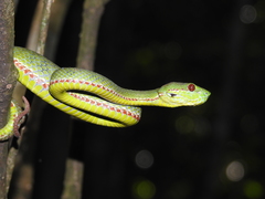 Trimeresurus popeiorum