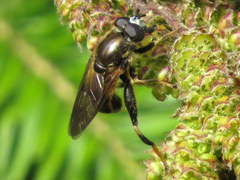 Chalcosyrphus inarmatus
