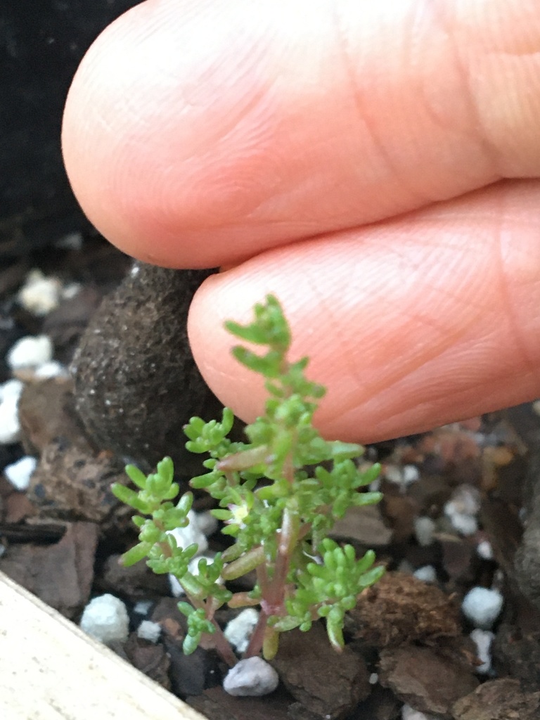 Crassula decumbens