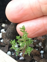 Crassula vaillantii