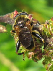 Chalcosyrphus inarmatus