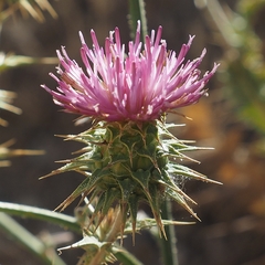 Cousinia hermonis