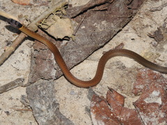 Sibynophis collaris