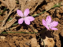 Dianthus micranthus
