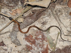 Sibynophis collaris