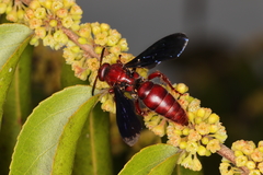 Scoliidae