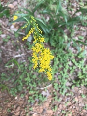 Solidago pinetorum