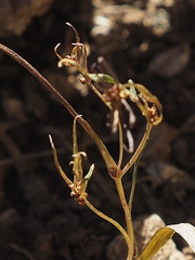 Gagea gageoides