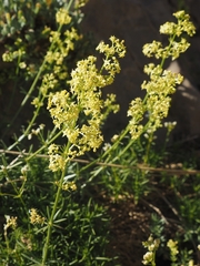 Galium libanoticum