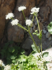 Heracleum humile