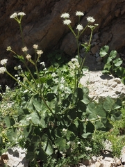 Heracleum humile