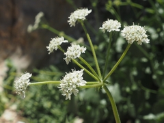 Heracleum humile