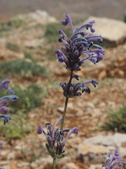Nepeta cilicia