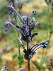 Nepeta cilicia